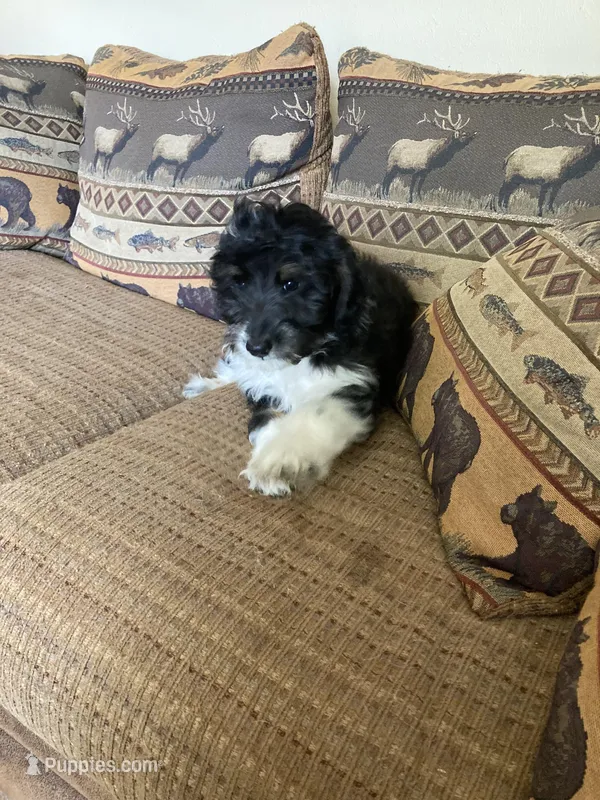 Molly – Miniature Aussiedoodle puppy for sale in Loveland, CO