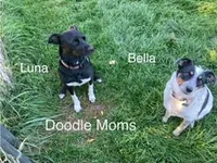 Molly, a female Miniature Aussiedoodle for sale in Loveland, CO – Photo 3 of 3