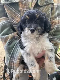 Molly – Miniature Aussiedoodle puppy for sale in Loveland, CO