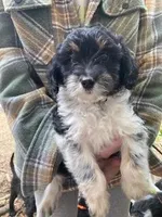 Molly, a female Miniature Aussiedoodle for sale in Loveland, CO – Photo 1 of 3