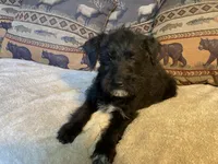 Sadie, a female Bordoodle for sale in Loveland, CO – 4 of 4