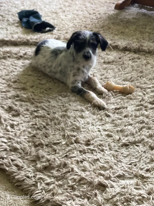 Charlie – Miniature Aussiedoodle puppy for sale in Loveland, CO
