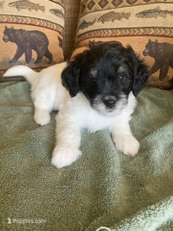 Fynn – Miniature Aussiedoodle puppy for sale in Loveland, CO