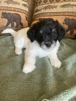 Fynn, a male Miniature Aussiedoodle for sale in Loveland, CO – 1 of 5