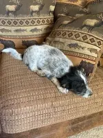 Charlie, a male Miniature Aussiedoodle for sale in Loveland, CO – 3 of 6
