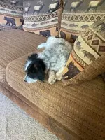 Charlie, a male Miniature Aussiedoodle for sale in Loveland, CO – 2 of 6