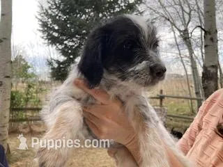 Charlie – Miniature Aussiedoodle puppy for sale in Loveland, CO