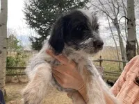 Charlie, a male Miniature Aussiedoodle for sale in Loveland, CO – Photo 1 of 3
