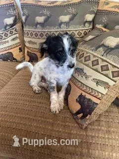 Charlie – Miniature Aussiedoodle puppy for sale in Loveland, CO