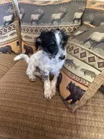 Charlie, a male Miniature Aussiedoodle for sale in Loveland, CO – 1 of 6