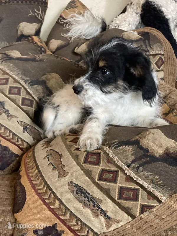 Sophie – Miniature Aussiedoodle puppy for sale in Loveland, CO