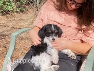 Sophie – Miniature Aussiedoodle puppy for sale in Loveland, CO