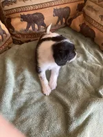 Maple, a male Miniature Aussiedoodle for sale in Loveland, CO – 4 of 5