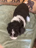 Lacey, a female Miniature Aussiedoodle for sale in Loveland, CO – 2 of 6