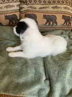 Pearl, a female Miniature Aussiedoodle for sale in Loveland, CO – 6 of 7