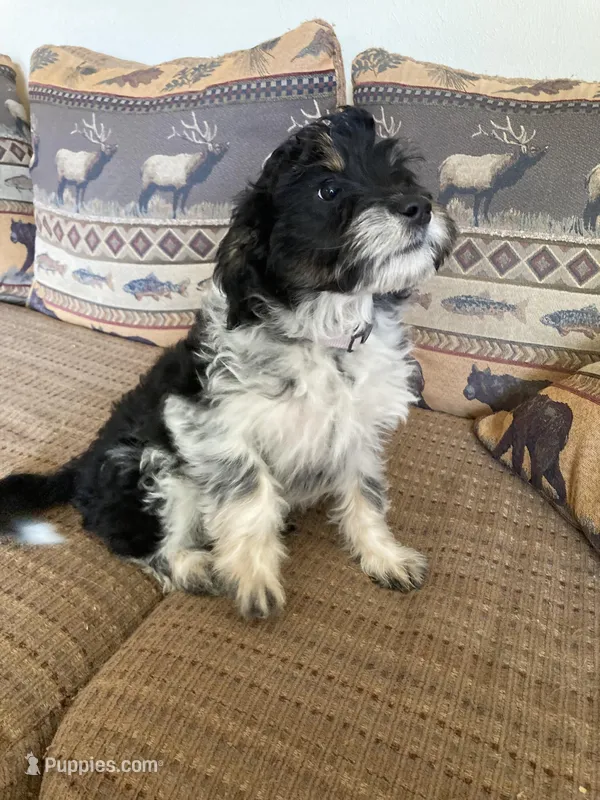 Buddy – Miniature Aussiedoodle puppy for sale in Loveland, CO