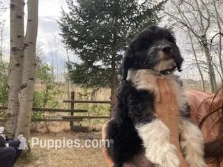 Buddy – Miniature Aussiedoodle puppy for sale in Loveland, CO