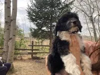 Buddy, a male Miniature Aussiedoodle for sale in Loveland, CO – Photo 1 of 4