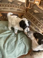 Rosie, a female Miniature Aussiedoodle for sale in Loveland, CO – 3 of 5