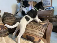 Yipes Stripes, a male Bordoodle for sale in Loveland, CO – 10 of 10