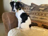 Yipes Stripes, a male Bordoodle for sale in Loveland, CO – 5 of 10
