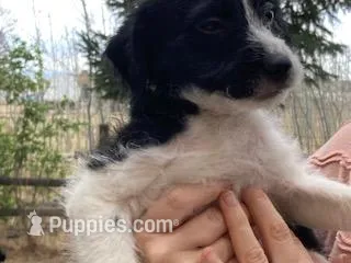Yipes Stripes – Bordoodle puppy for sale in Loveland, CO