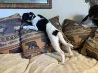 Yipes Stripes, a male Bordoodle for sale in Loveland, CO – 4 of 10