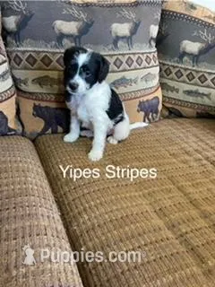 Yipes Stripes – Bordoodle puppy for sale in Loveland, CO