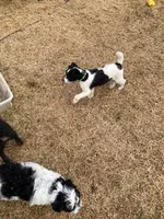 Yipes Stripes, a male Bordoodle for sale in Loveland, CO – 6 of 10