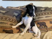 Yipes Stripes, a male Bordoodle for sale in Loveland, CO – 2 of 10
