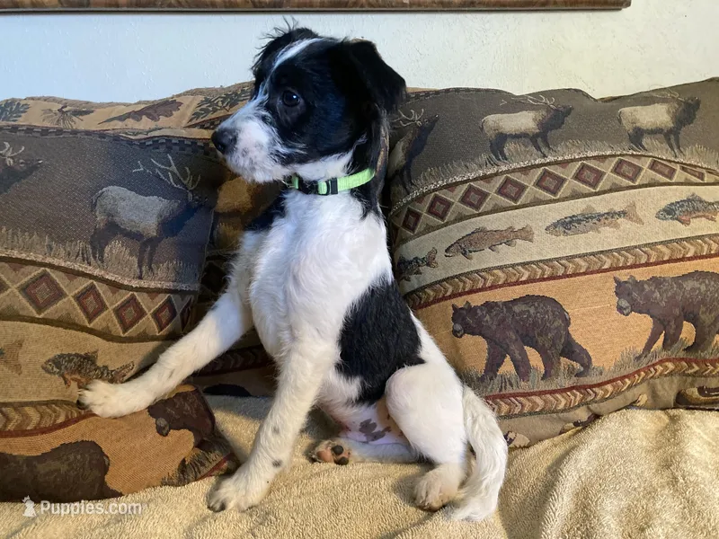 Yipes Stripes – Bordoodle puppy for sale in Loveland, CO