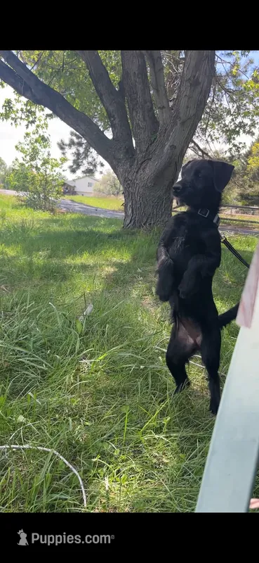 Panther – Bordoodle puppy for sale in Loveland, CO