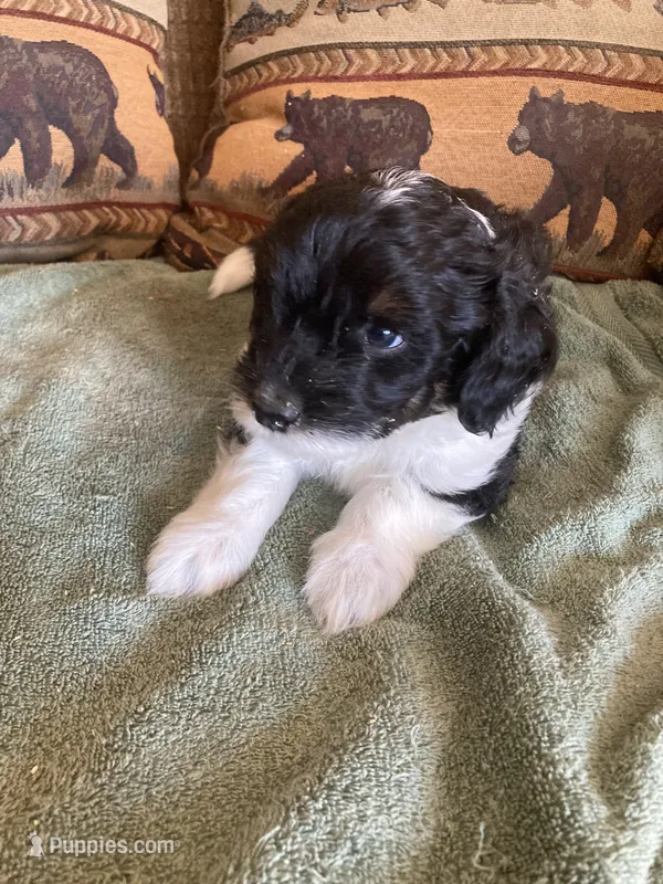 Murphy – Miniature Aussiedoodle puppy for sale in Loveland, CO