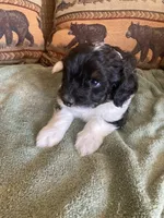 Murphy, a male Miniature Aussiedoodle for sale in Loveland, CO – 1 of 4