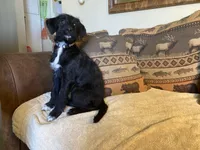 Maggie, a female Bordoodle for sale in Loveland, CO – 2 of 9
