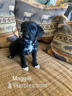 Maggie – Bordoodle puppy for sale in Loveland, CO