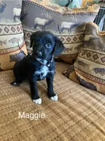 Maggie, a female Bordoodle for sale in Loveland, CO – 6 of 9