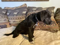 Maggie, a female Bordoodle for sale in Loveland, CO – 4 of 9