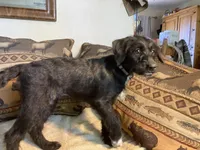 Maggie, a female Bordoodle for sale in Loveland, CO – 7 of 9