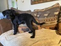 Maggie, a female Bordoodle for sale in Loveland, CO – 5 of 9