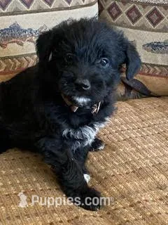 Maggie – Bordoodle puppy for sale in Loveland, CO