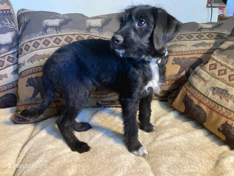 Maggie – Bordoodle puppy for sale in Loveland, CO