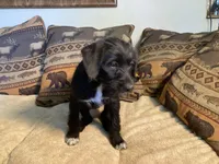 Maggie, a female Bordoodle for sale in Loveland, CO – 3 of 9