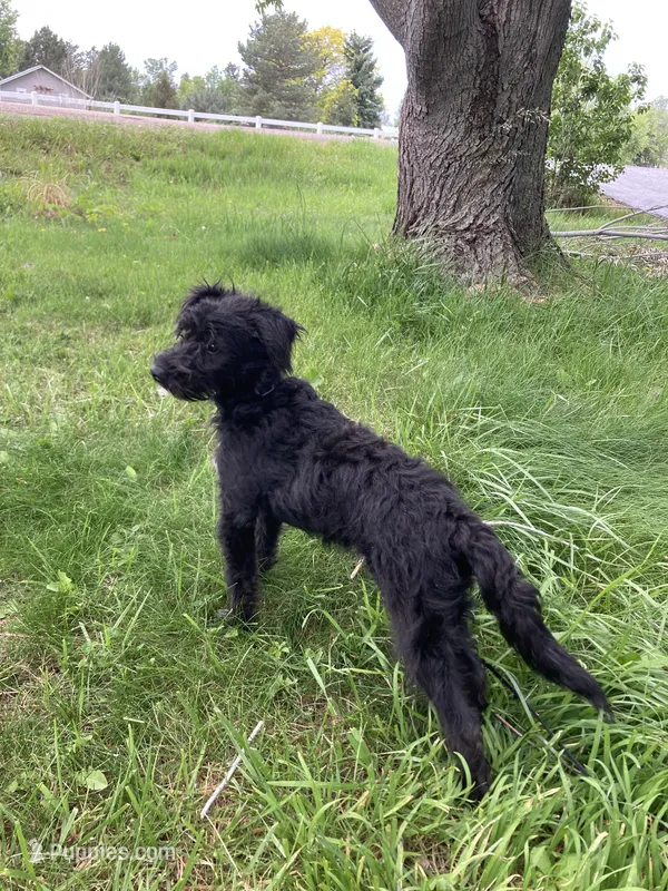 Sadie – Bordoodle puppy for sale in Loveland, CO