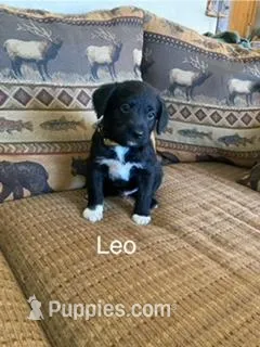 Leo – Bordoodle puppy for sale in Loveland, CO