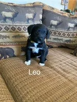Leo, a male Bordoodle for sale in Loveland, CO – Photo 1 of 5