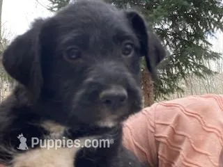 Leo – Bordoodle puppy for sale in Loveland, CO