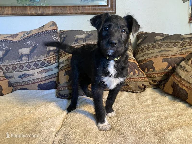 Leo – Bordoodle puppy on hold in Loveland, CO