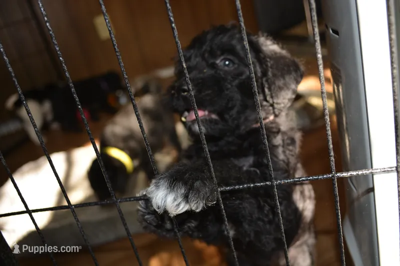 Louie – Bordoodle puppy for sale in Loveland, CO