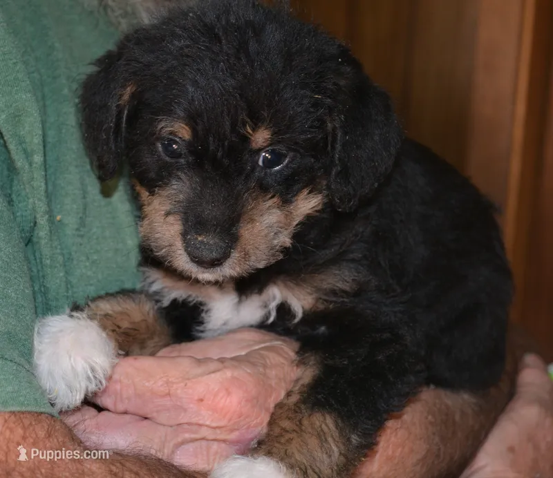 Yodi – Bordoodle puppy for sale in Loveland, CO